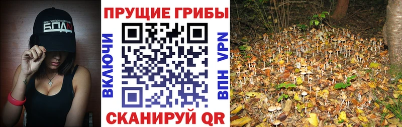 Псилоцибиновые грибы мицелий Починок